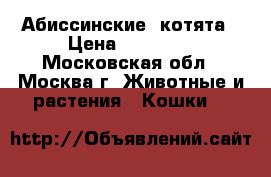 Абиссинские  котята › Цена ­ 15 000 - Московская обл., Москва г. Животные и растения » Кошки   